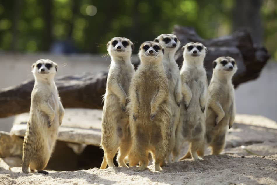 meerkats meerkats